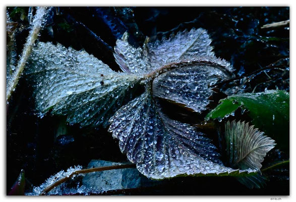 GW0625.Eistropfen auf Blatt
