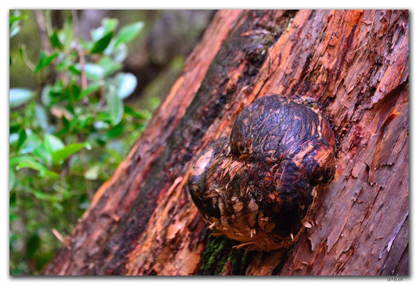 NZ0879.Stewart Island.Rakiura Track.Treeknob