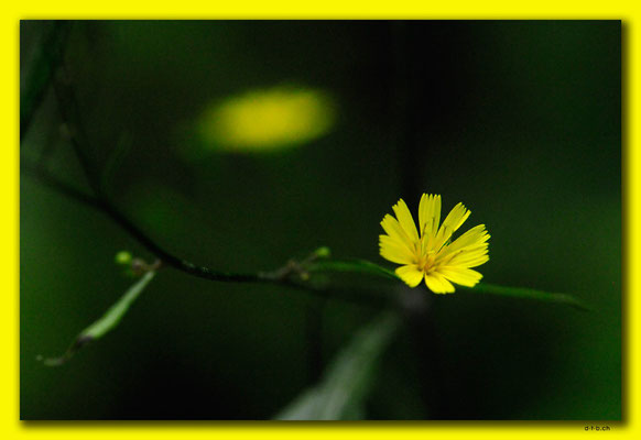 PL178.BialowiezaN.P. Blume