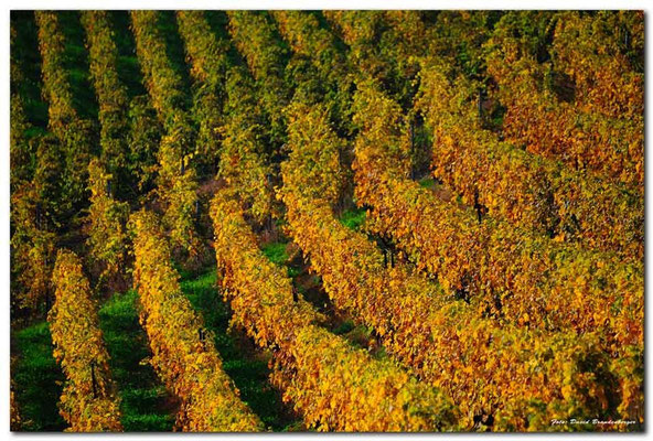 A0730.Chexbres Weinberge.CH