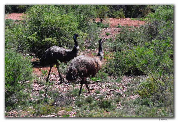 AU1065.Mt.Remarkable N.P.Emu