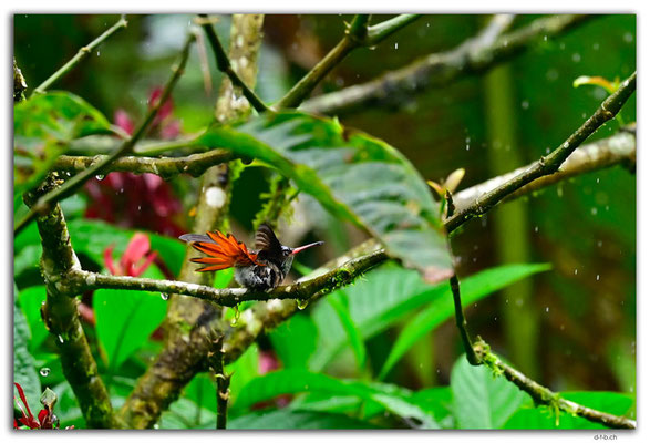 EQ0361.Los Bancos.Colibri