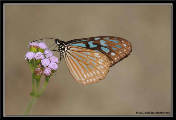 C2687 Hong Kong Victoria Peak Ceylon Blue Glossy Tiger