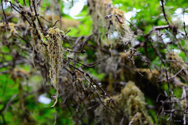 CA0109 WCT Regenwald