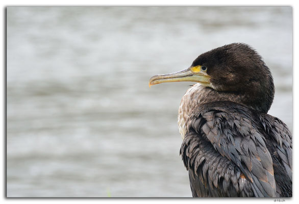 NZ0130.Kerikeri.Cormorant