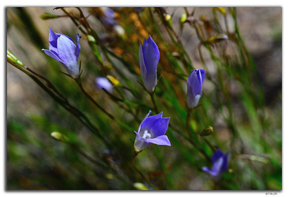 AU0951.Nullarbor N.P.Blume