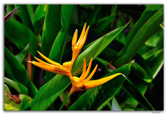 SIN0090.Botanical Garden