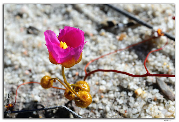 AU0538.Blume