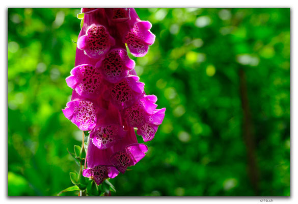 PT0179.Mata do Camarido.Foxglove