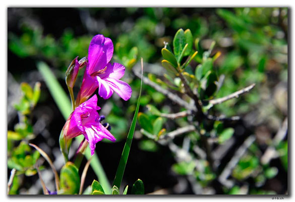 TR0491.Blume bei Tasucu