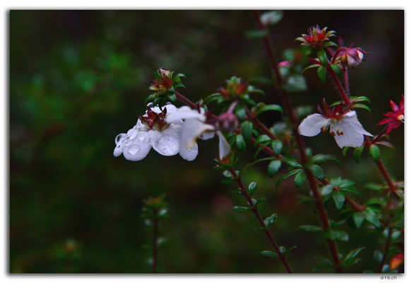 AU1380.Overland Track.Blume