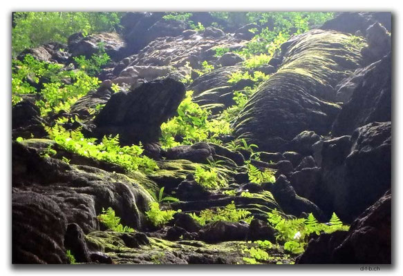 VN0121.Ma Da-Valley.Elephant Cave