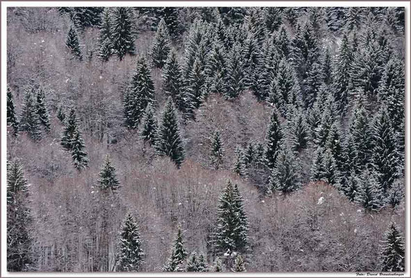 A0756.Wald in Klosters.CH