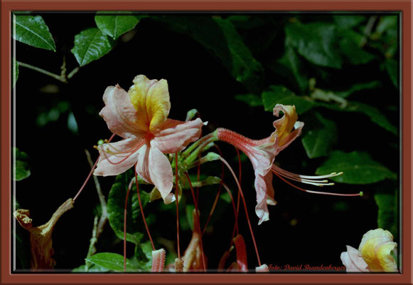 A0191.Rhododendron.Bremen