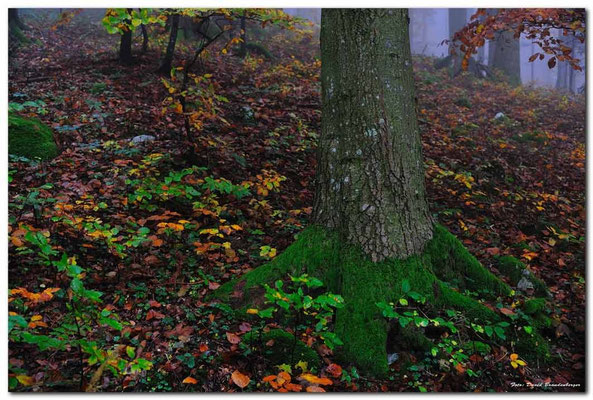 A0754.Creux du Van Wald.CH