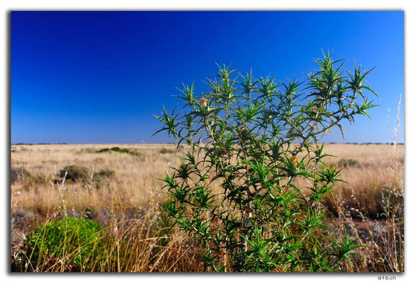 AU0946.Nullarbor N.P