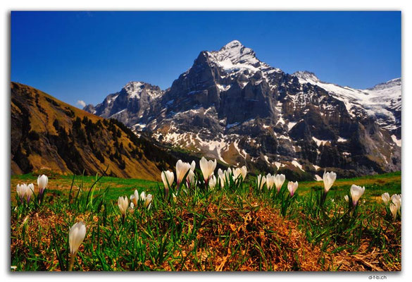 GW0269.Krokus vor Wetterhorn