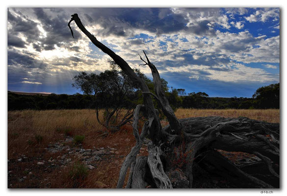AU1010.Eyre Peninsula.Mount Hope.Sonnenstrahlen