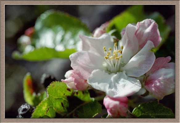 A0001 Apfelblüte,Klosters,CH
