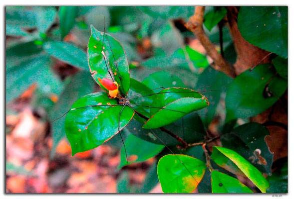 VN0090.Phong Nha.Biopark.Spinne
