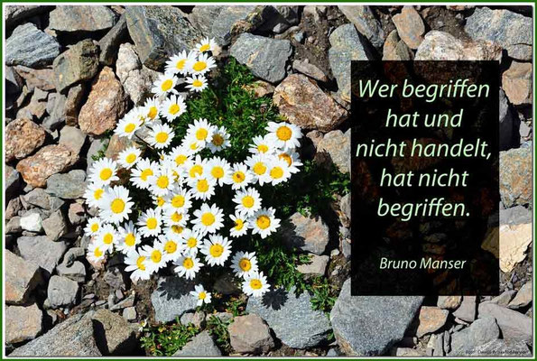S0161.Alpen-Margerite.CH.Text: Bruno Manser