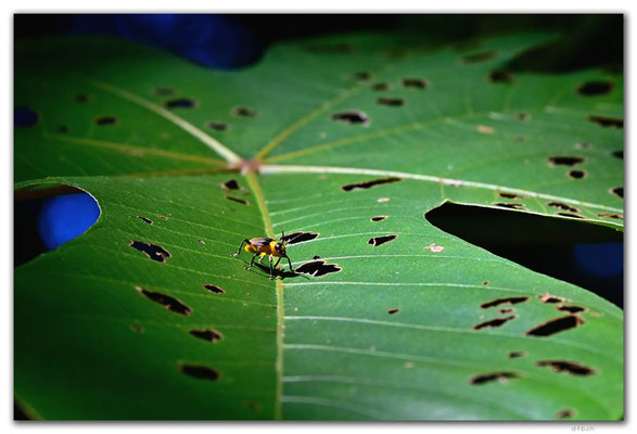 SR0044.Brownsberg N.P.Bug