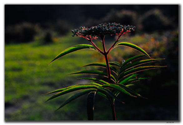 IR0031.Kelardasht.Blume