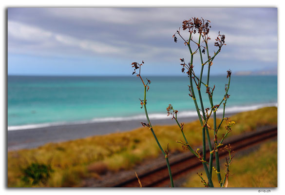 NZ0690.Wharanui
