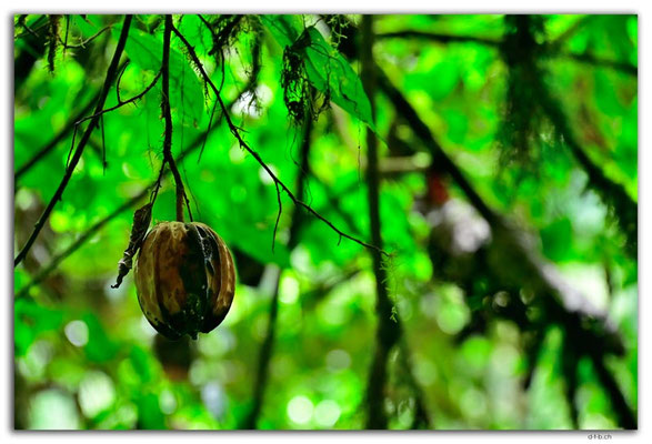 EQ0307.Los Bancos.Cascada Tatala.Wild Cacao