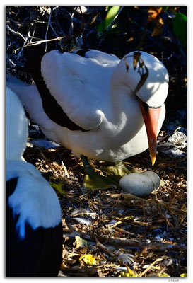 EQ0238.Genovesa Island.Nazca Boobie with two eggs