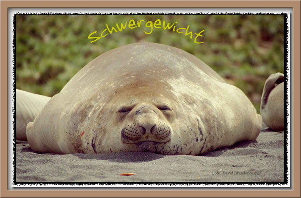 22.-Schwergewicht- Seeelefant,S.G