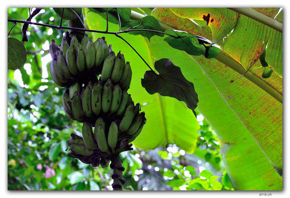VT.0018.Port Vila.Bananas