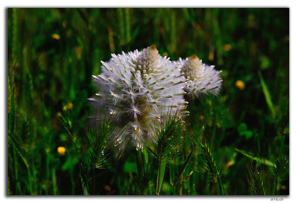 AU0421.Murchison River.Galena.Blume