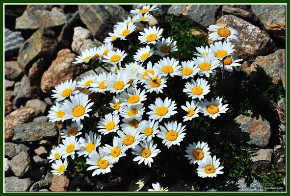 A0551.Alpen-Margerite.Schwarzhorn.CH