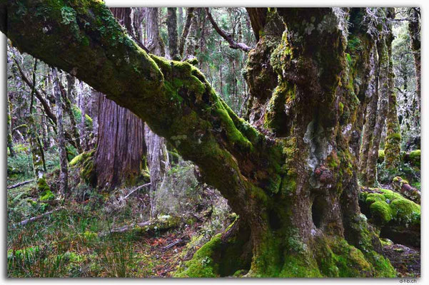 AU1371.Overland Track.Baum