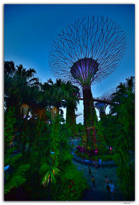 SIN0065.Gardens by the Bay.Supertrees