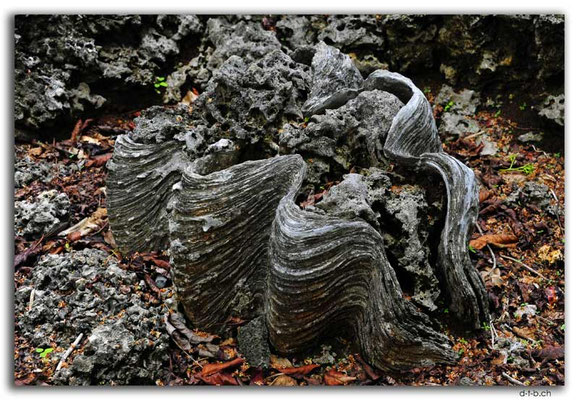 PH0109.Enchanted Cave.Giant Clam (Tridacna Gigas) Taklobo