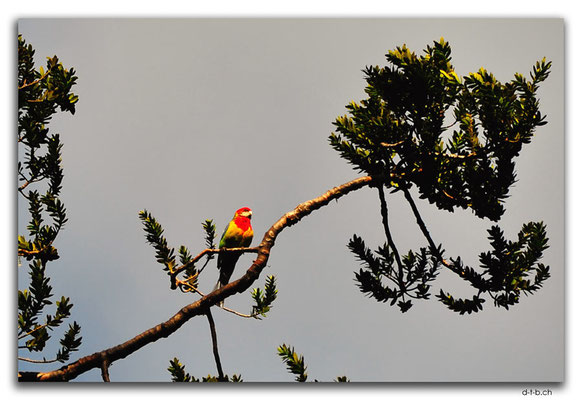 NZ0078.Parrot