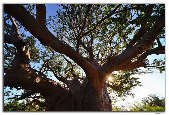 AU0241.Boab Baum Riese