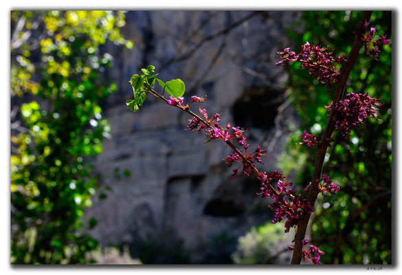 TR0705.Ihlara Valley.Blüten