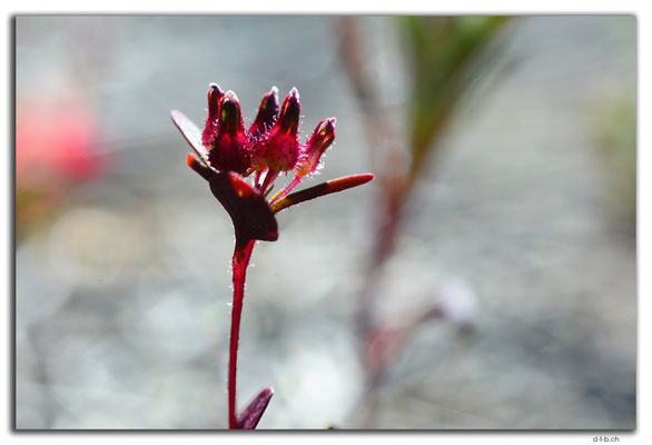 AU0539.Blume