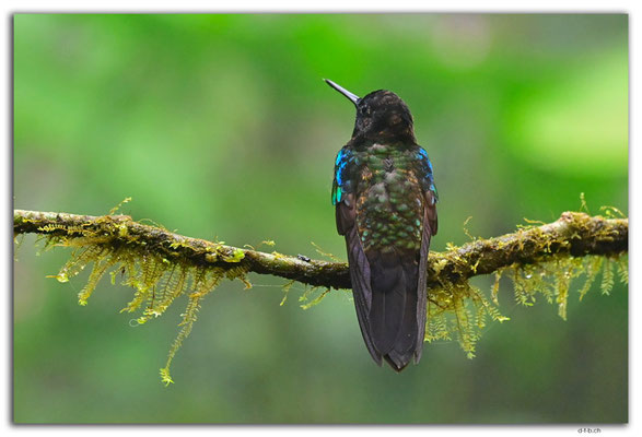 EQ0273.Mindo.Cotingas Bird reserve.Colibri
