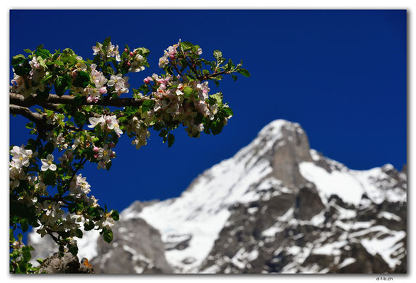 GW0108.Wetterhorn