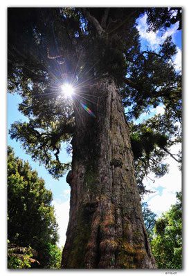 NZ0347.Pouakani Totara Tree
