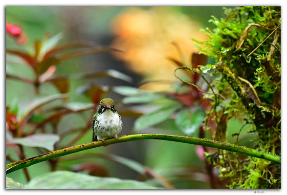 EQ0271.Mindo.Cotingas Bird reserve.Colibri