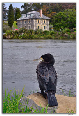 NZ0131.Kerikeri.Stone Store and Cormorant