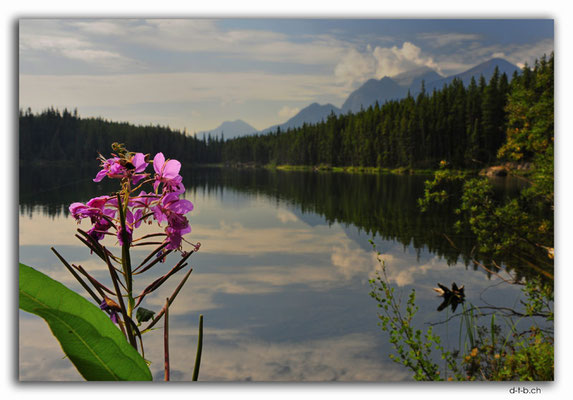CA06313.Herbert Lake