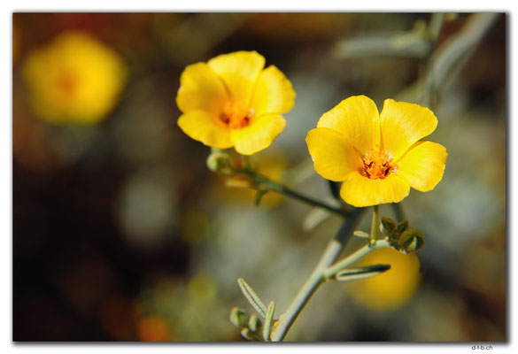 AU0296.Blume