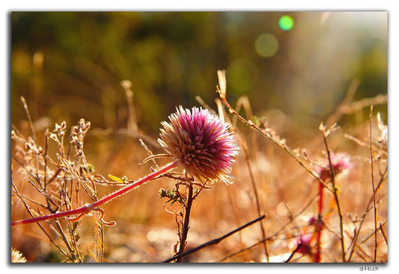 AU00147.Judbarra-Gregroy N.P.Blume