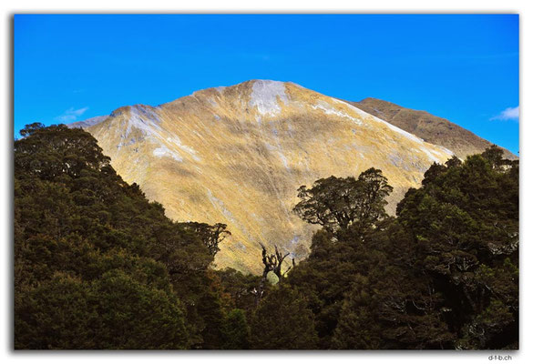 NZ0520.Kahurangi N.P.Mt. Arthur